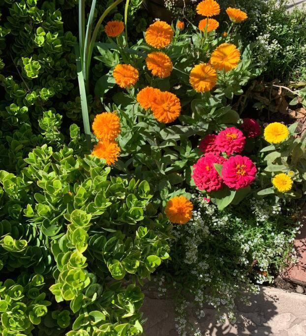 Encanto Cactus Flower Casita Phoenix Esterno foto